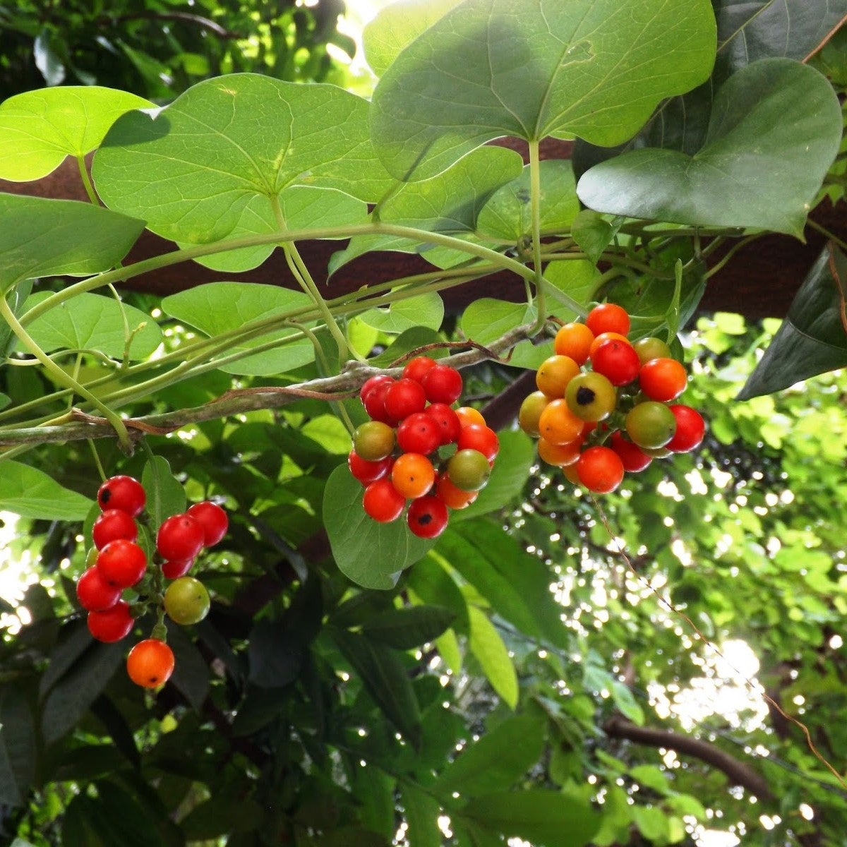 Tinospora cordifolia - Heart-leaved Moonseed, Guduchi, Giloy, Gurjo - Image 7