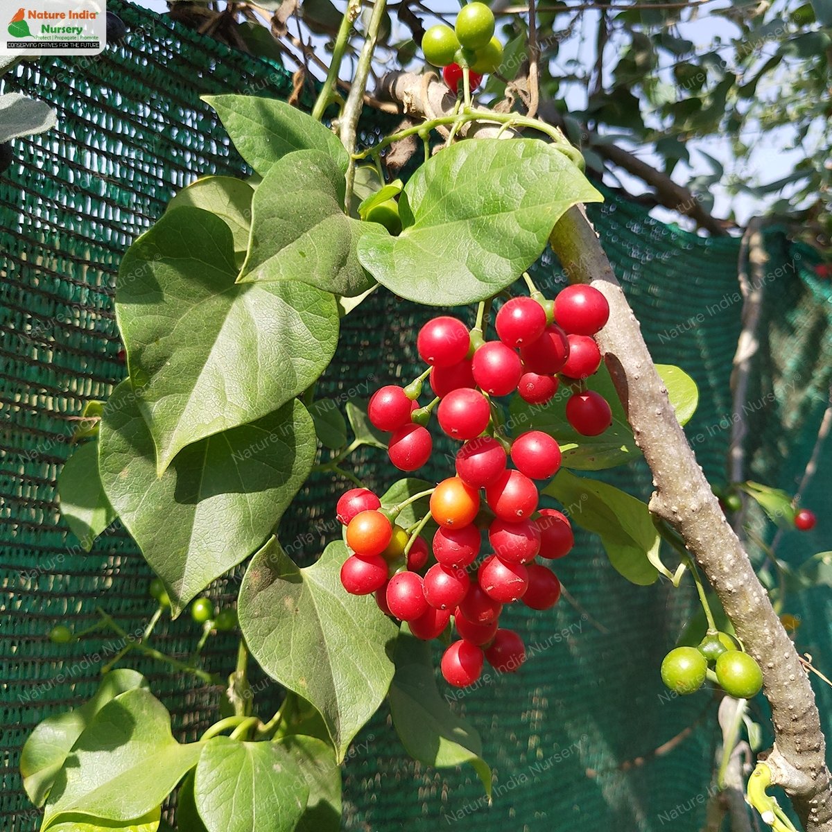 Tinospora cordifolia - Heart-leaved Moonseed, Guduchi, Giloy, Gurjo - Image 8