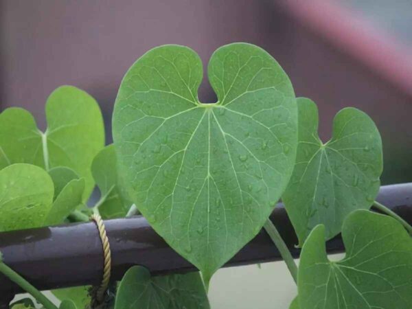 Tinospora cordifolia - Heart-leaved Moonseed, Guduchi, Giloy, Gurjo - Image 9