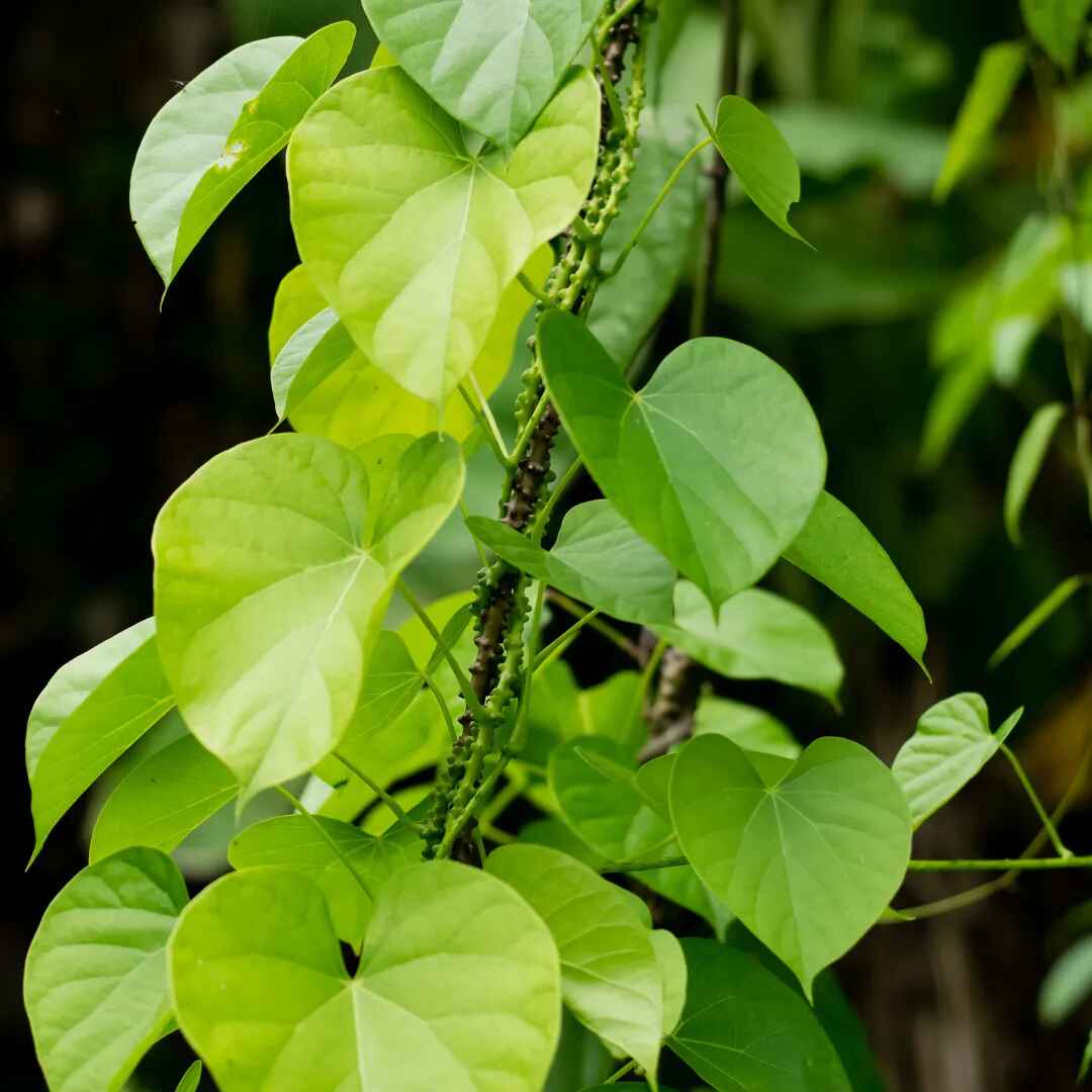 Tinospora cordifolia - Heart-leaved Moonseed, Guduchi, Giloy, Gurjo - Image 10