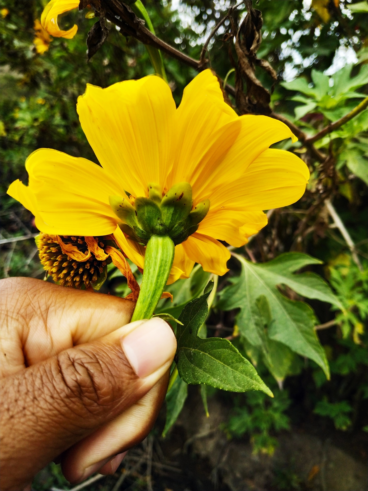 Tithonia diversifolia / Mirasolia diversifolia - Tree Marigold, Mexican Tournesol, Mexican Sunflower, Japanese Sunflower, Nitobe Chrysanthemum, Bolivian Sunflower, Mexican Sunflower, Shrub-sunflower - Image 2