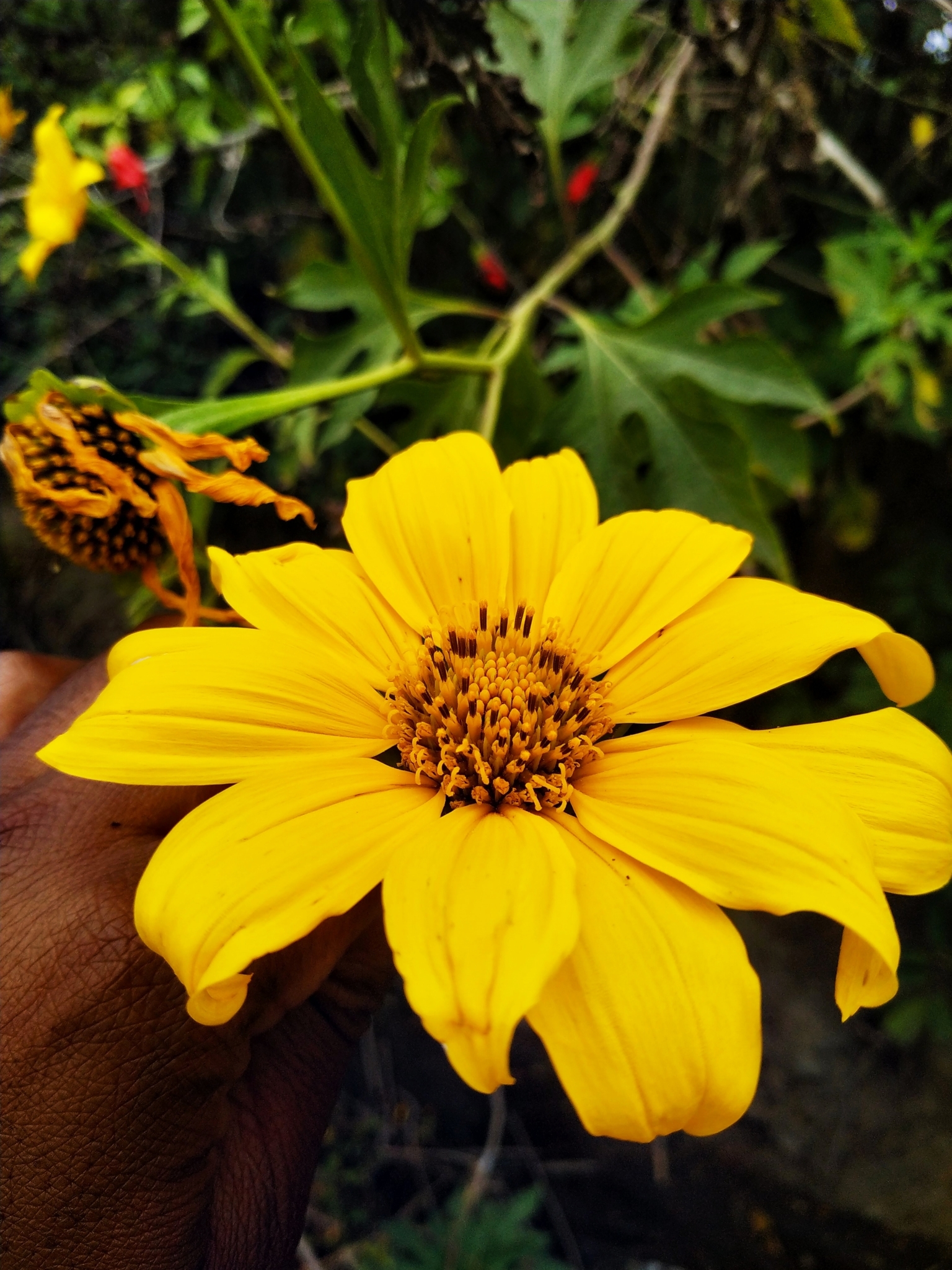 Tithonia diversifolia / Mirasolia diversifolia - Tree Marigold, Mexican Tournesol, Mexican Sunflower, Japanese Sunflower, Nitobe Chrysanthemum, Bolivian Sunflower, Mexican Sunflower, Shrub-sunflower - Image 3