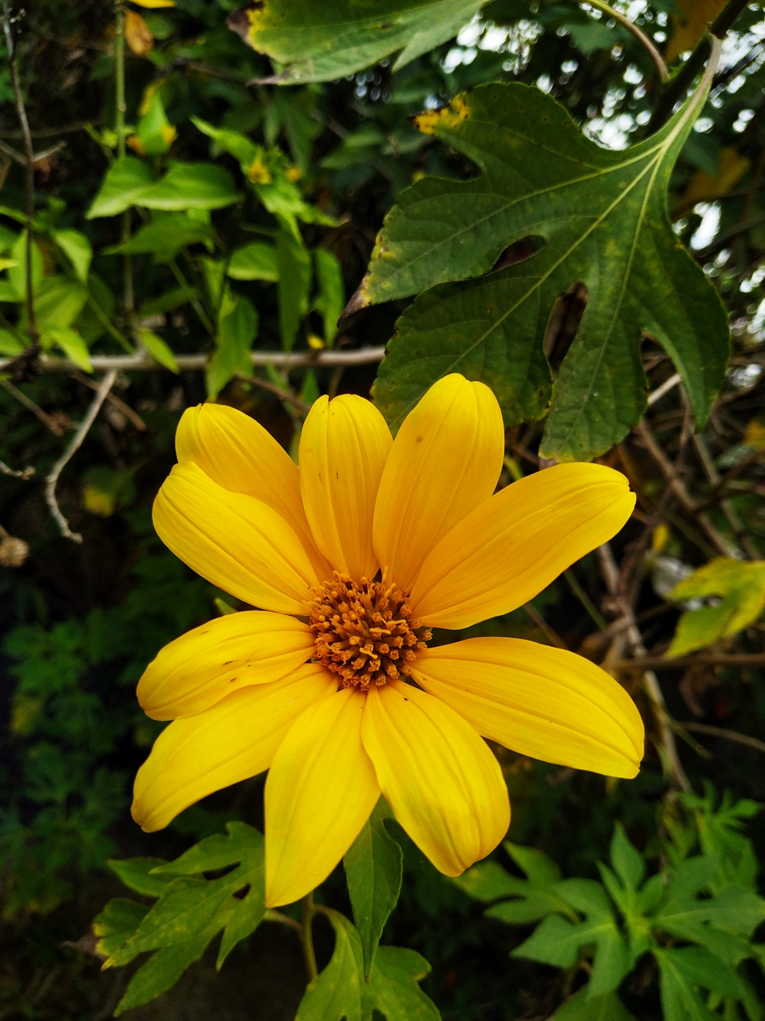 Tithonia diversifolia / Mirasolia diversifolia - Tree Marigold, Mexican Tournesol, Mexican Sunflower, Japanese Sunflower, Nitobe Chrysanthemum, Bolivian Sunflower, Mexican Sunflower, Shrub-sunflower - Image 4