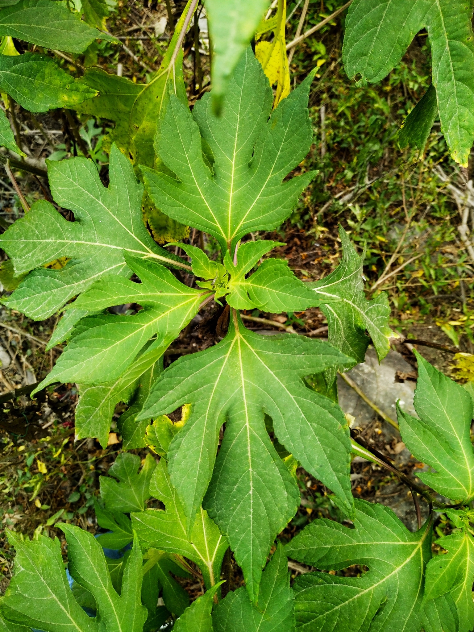 Tithonia diversifolia / Mirasolia diversifolia - Tree Marigold, Mexican Tournesol, Mexican Sunflower, Japanese Sunflower, Nitobe Chrysanthemum, Bolivian Sunflower, Mexican Sunflower, Shrub-sunflower - Image 5