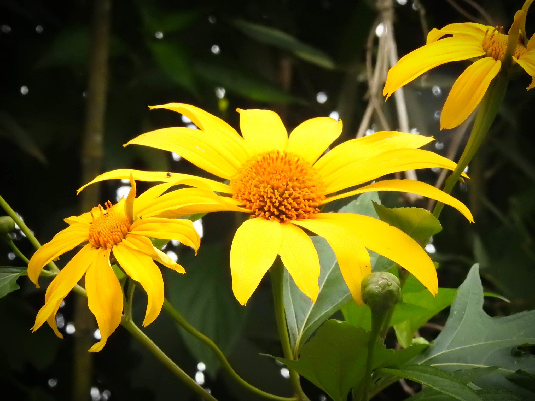 Tithonia diversifolia / Mirasolia diversifolia - Tree Marigold, Mexican Tournesol, Mexican Sunflower, Japanese Sunflower, Nitobe Chrysanthemum, Bolivian Sunflower, Mexican Sunflower, Shrub-sunflower - Image 6