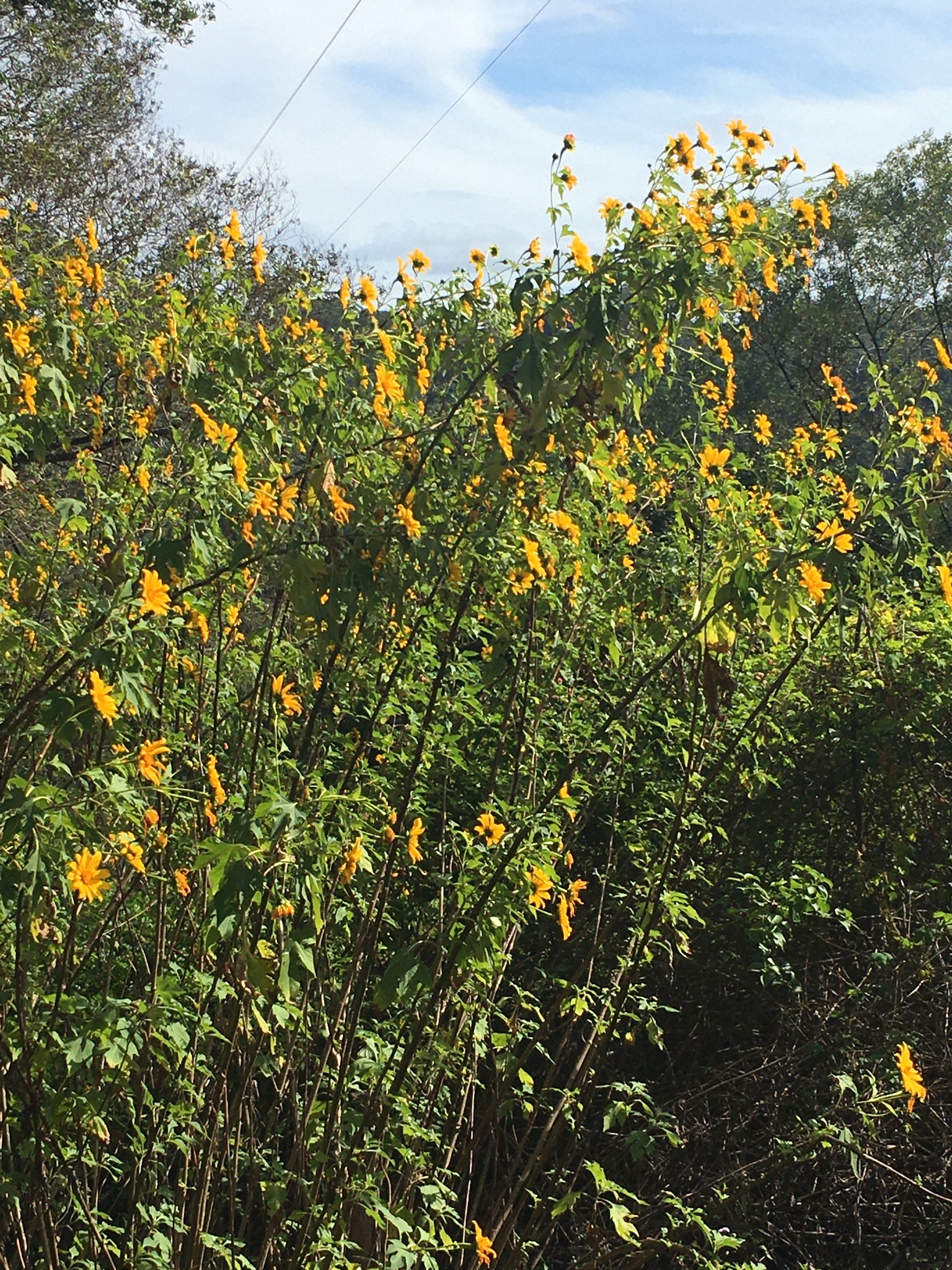 Tithonia diversifolia / Mirasolia diversifolia - Tree Marigold, Mexican Tournesol, Mexican Sunflower, Japanese Sunflower, Nitobe Chrysanthemum, Bolivian Sunflower, Mexican Sunflower, Shrub-sunflower - Image 7
