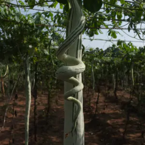 Trichosanthes cucumerina var. anguina - Snake Gourd, Serpent Gourd
