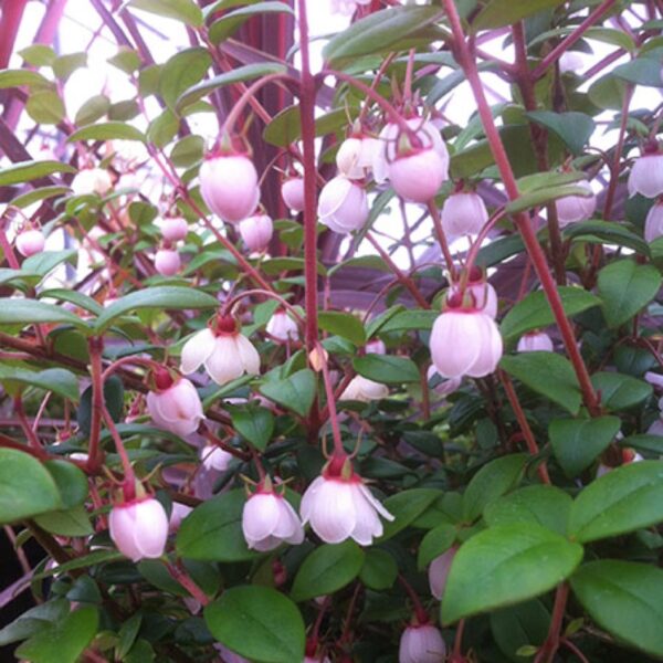 Ugni molinae - Murta, Murtilla, Chilean Guava, Strawberry Myrtle, Ugniberry, Tazziberry, Chilean Cranberry, Goiaba Chilena - Image 4