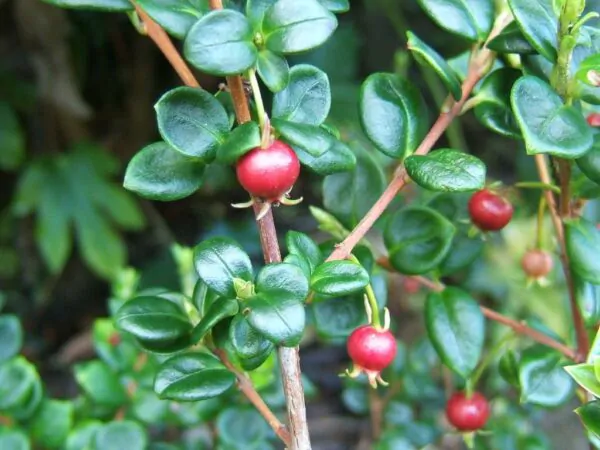 Ugni molinae - Murta, Murtilla, Chilean Guava, Strawberry Myrtle, Ugniberry, Tazziberry, Chilean Cranberry, Goiaba Chilena - Image 6