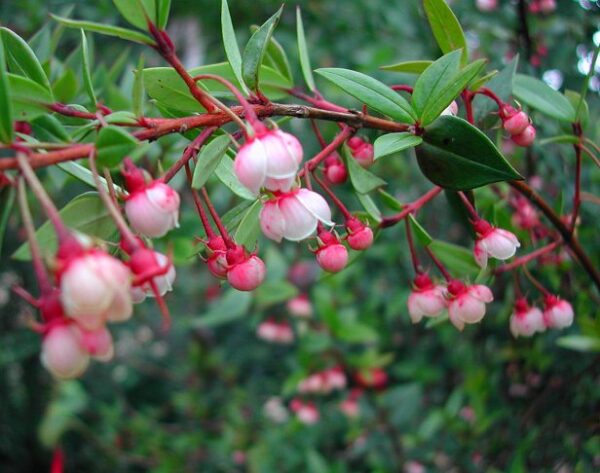Ugni molinae - Murta, Murtilla, Chilean Guava, Strawberry Myrtle, Ugniberry, Tazziberry, Chilean Cranberry, Goiaba Chilena - Image 7