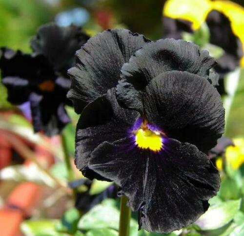 Viola x Wittrockiana ‘Clear Crystals Black’ - Perfect Love Black Crystals, Black Perfect Love