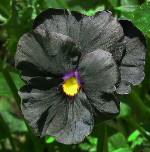 Viola x Wittrockiana ‘Clear Crystals Black’ - Perfect Love Black Crystals, Black Perfect Love - Image 2