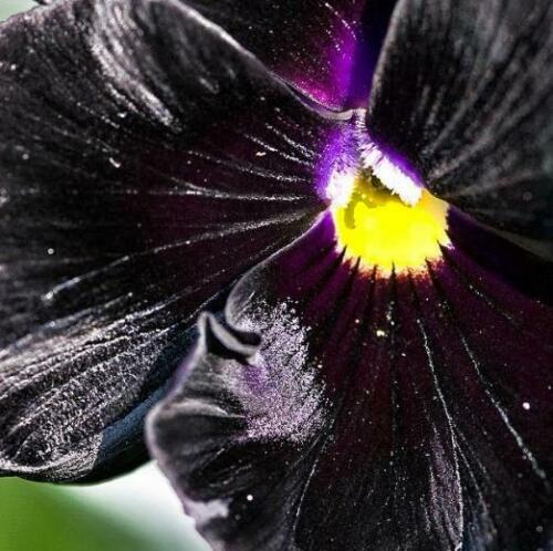 Viola x Wittrockiana ‘Clear Crystals Black’ - Perfect Love Black Crystals, Black Perfect Love - Image 6