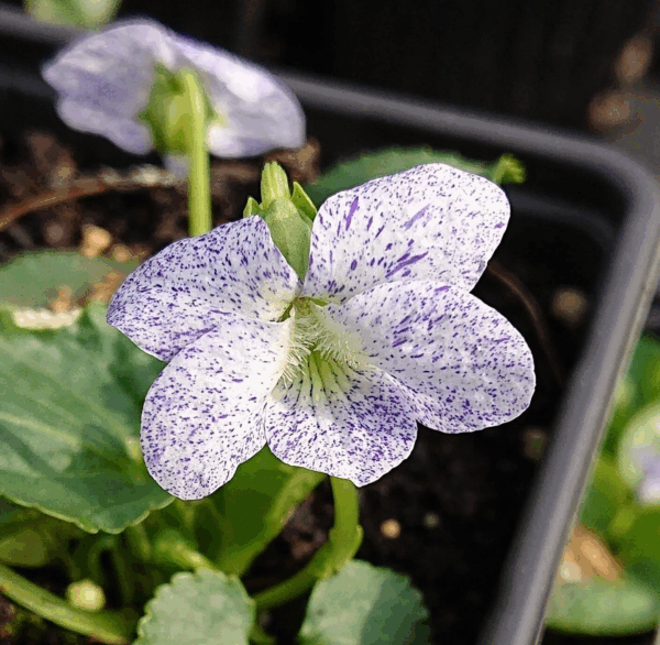 Viola sororia 'Freckles' - Carijó violet, freckle violet, freckles viola, freckles viola, pansy carijó, Woolly Blue Violet, Sister Violet - Image 12