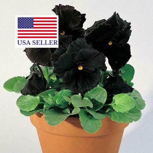 Viola x Wittrockiana ‘Clear Crystals Black’ - Perfect Love Black Crystals, Black Perfect Love - Image 8