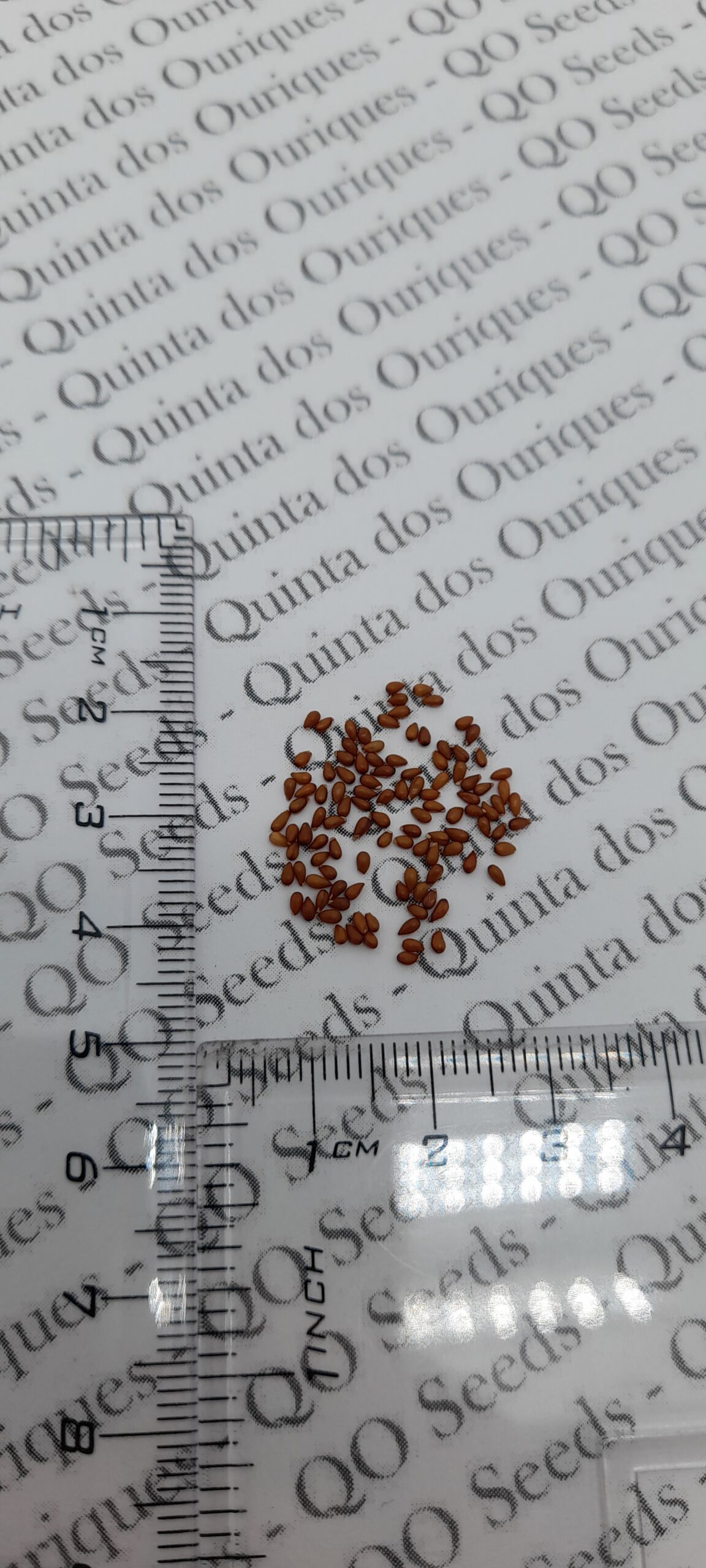 Viola x Wittrockiana ‘Clear Crystals Black’ - Perfect Love Black Crystals, Black Perfect Love - Image 9