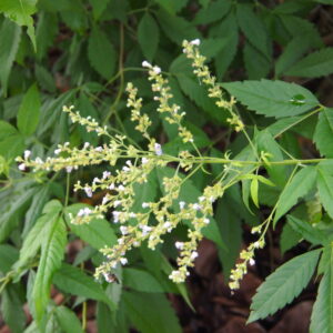 Vitex negundo - Chinese Chast Tree, Nirgundi, Five-leaved Chaste Tree, Horseshoe Vitex, Lagundi