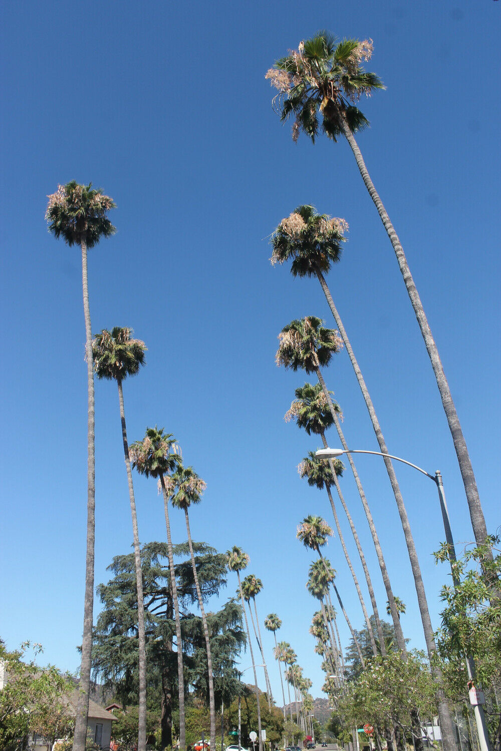 Washingtonia robusta - Sonora, Mexican Fan palm, Mexican Washingtonia, Skyduster - Image 2