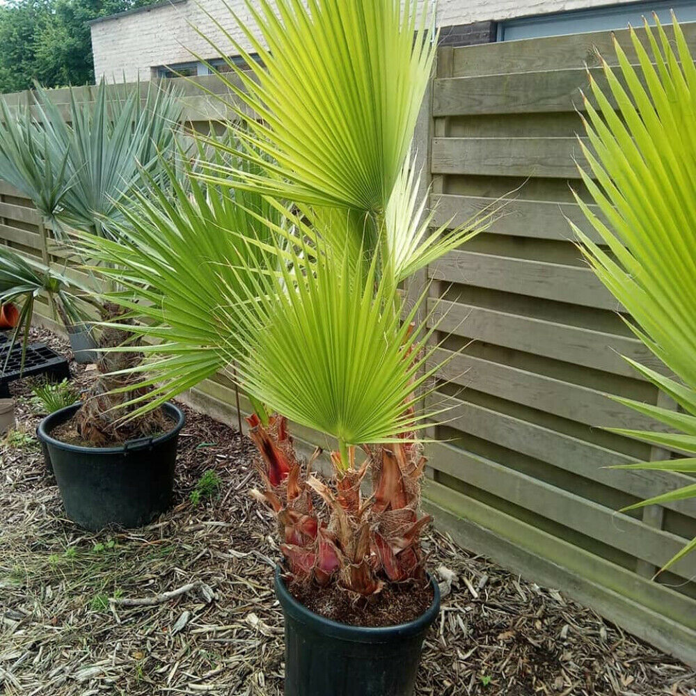 Washingtonia robusta - Sonora, Mexican Fan palm, Mexican Washingtonia, Skyduster - Image 7