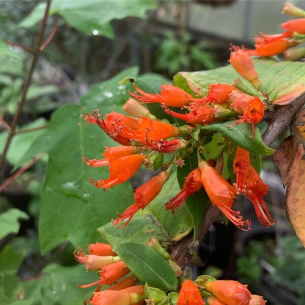Woodfordia fruticosa - Fire Flame Bush, Dhayti - Image 10