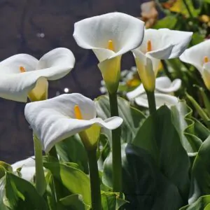 Zantedeschia aethiopica - White Calla Lily, Arum Lily, Lily of the Nile