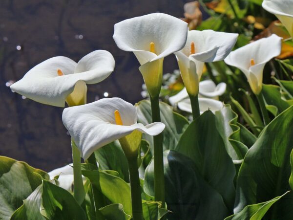 Zantedeschia aethiopica - White Calla Lily, Arum Lily, Lily of the Nile