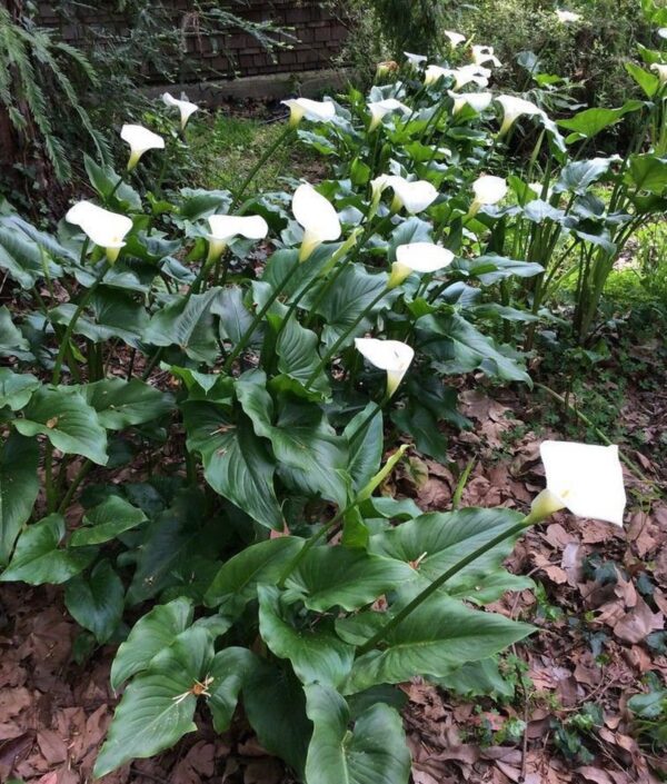 Zantedeschia aethiopica - White Calla Lily, Arum Lily, Lily of the Nile - Image 5
