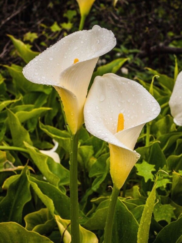 Zantedeschia aethiopica - White Calla Lily, Arum Lily, Lily of the Nile - Image 6