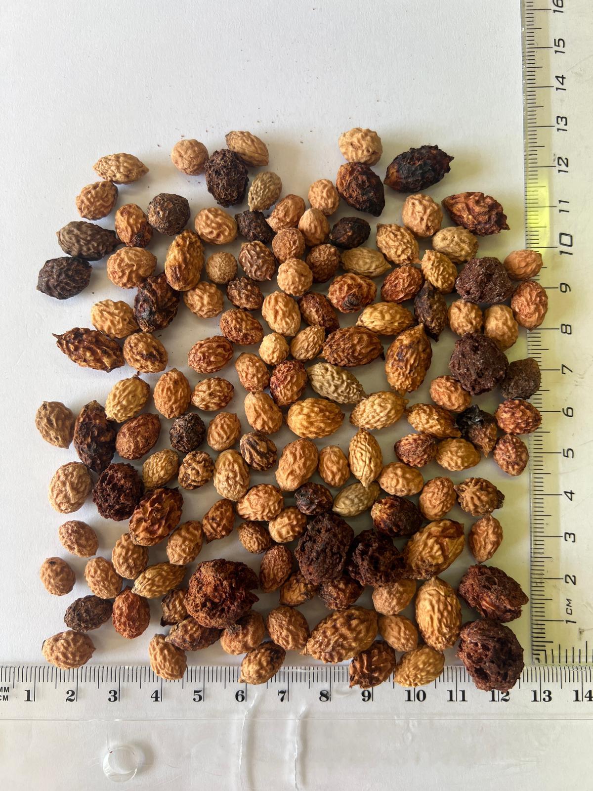 Ziziphus mauritiana - Indian Jujube, Indian Plum, Chinese Apple, Indian Date, Chinese Date, Dunks - Image 16