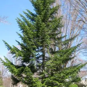 Abies alba - European Silver Fir
