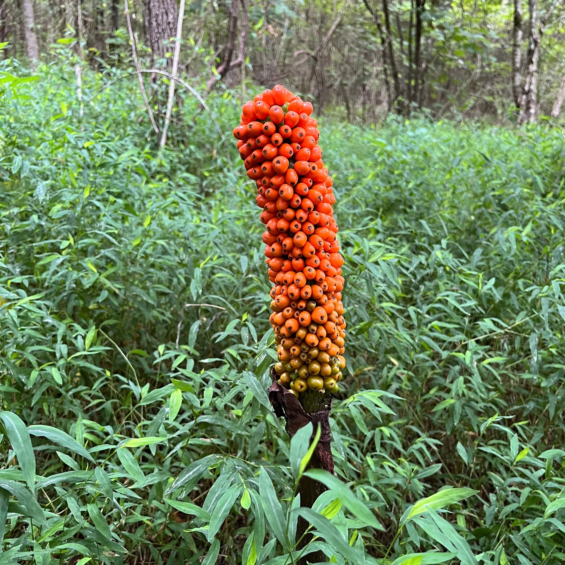 Amorphophallus krausei - Krause's Voodoo Lily, Devil's Tongue