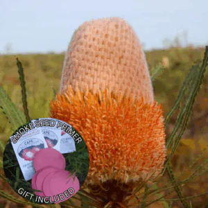 Banksia hookeriana (10 Seeds) + Smoke Seed Primer (01 Disc) - Hooker's Banksia, Eneabba Banksia