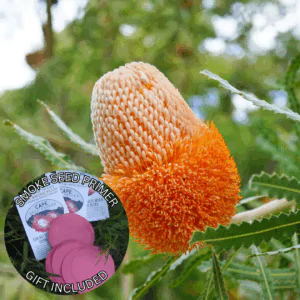 Banksia prionotes (10 Seeds) + Smoke Seed Primer (01 Disc) - Acorn Banksia, Orange Banksia