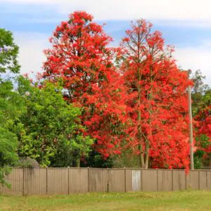 Brachychiton acerifolius - Illawarra Flame Tree