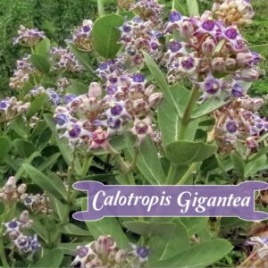 Calotropis gigantea var. purple - Crown Flower, Giant Milkweed, Aak, Alarka, Arbre a soie, Arka, Biduri, Bows