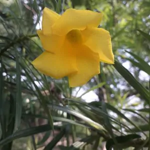 Cascabela thevetia - Thevetia peruviana, Yellow oleander