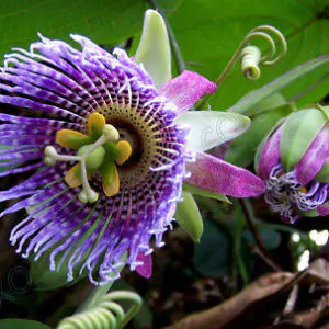 Passiflora Collection - Kit 25 Passionflower Seeds - Passion Fruit Seeds Combo - 5 Seeds from 5 different species