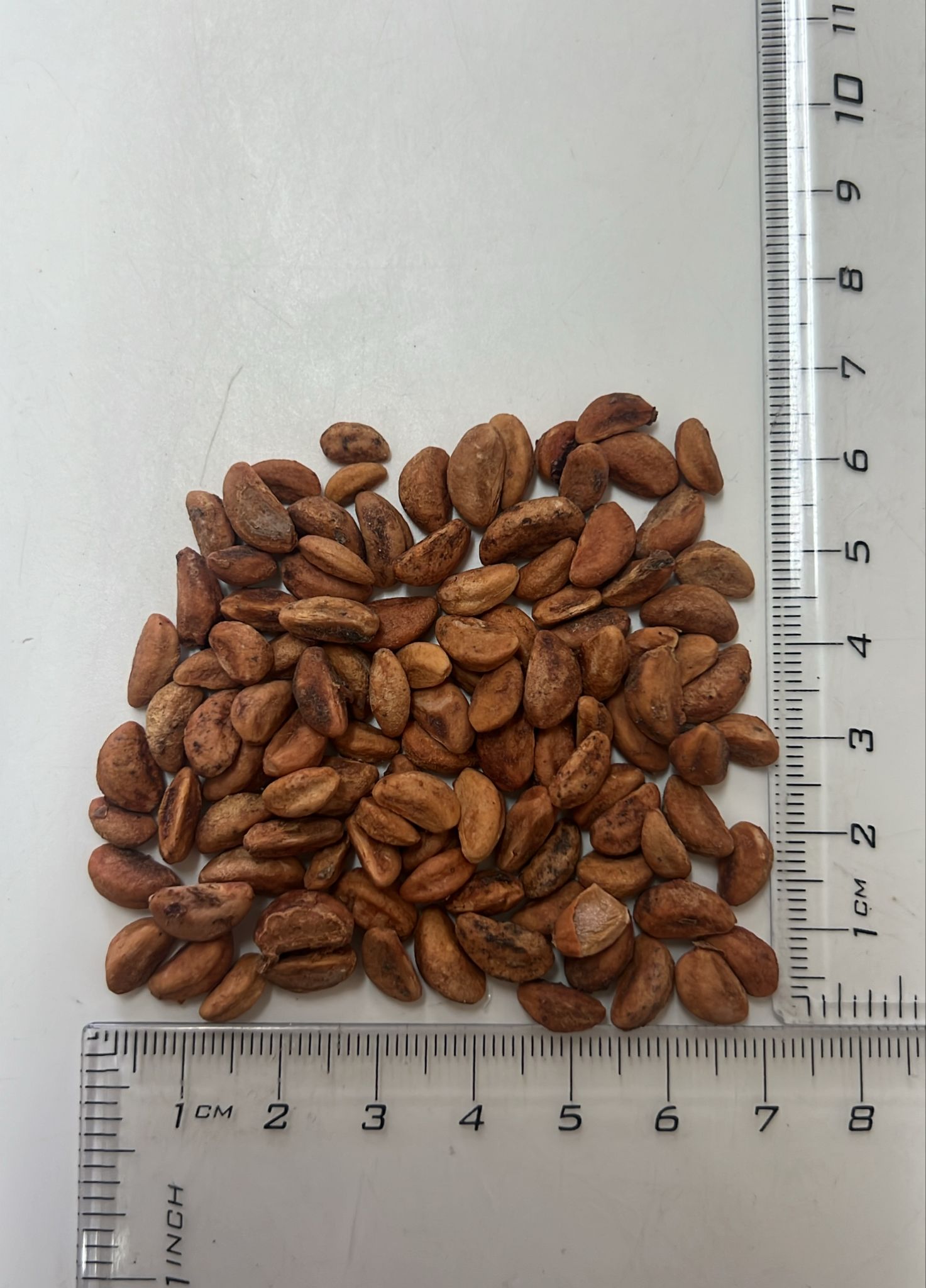 Crataegus pinnatifida - Chinese Hawthorn - Image 10