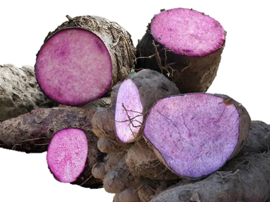 Dioscorea alata / Dioscorea rubella / Elephantodon eburnea - Purple yam, Ube, Greater Yam