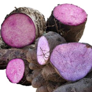 Dioscorea alata / Dioscorea rubella / Elephantodon eburnea - Purple yam, Ube, Greater Yam