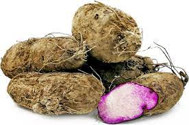 Dioscorea alata / Dioscorea rubella / Elephantodon eburnea - Purple yam, Ube, Greater Yam - Image 4