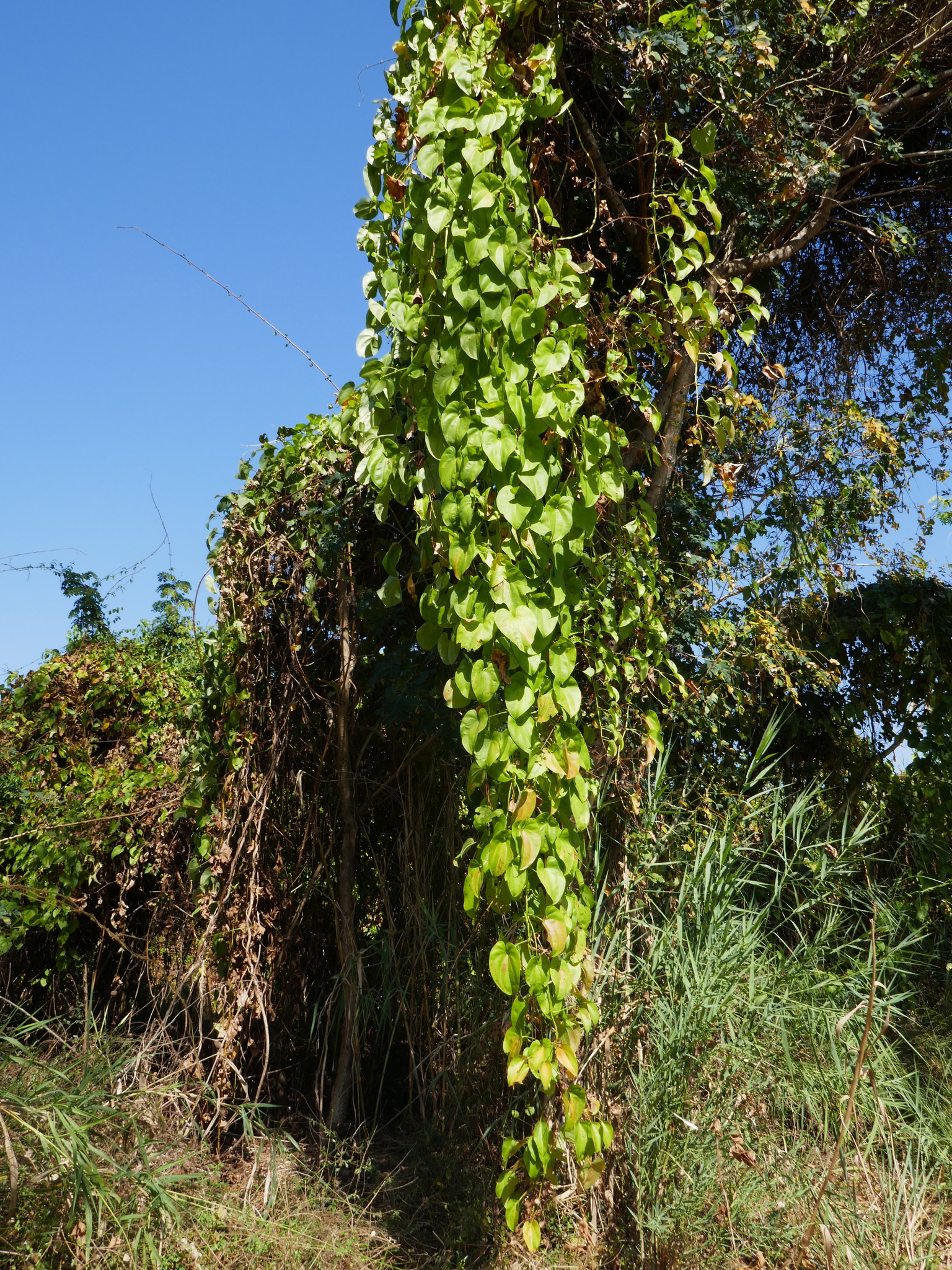 Dioscorea alata / Dioscorea rubella / Elephantodon eburnea - Purple yam, Ube, Greater Yam - Image 11