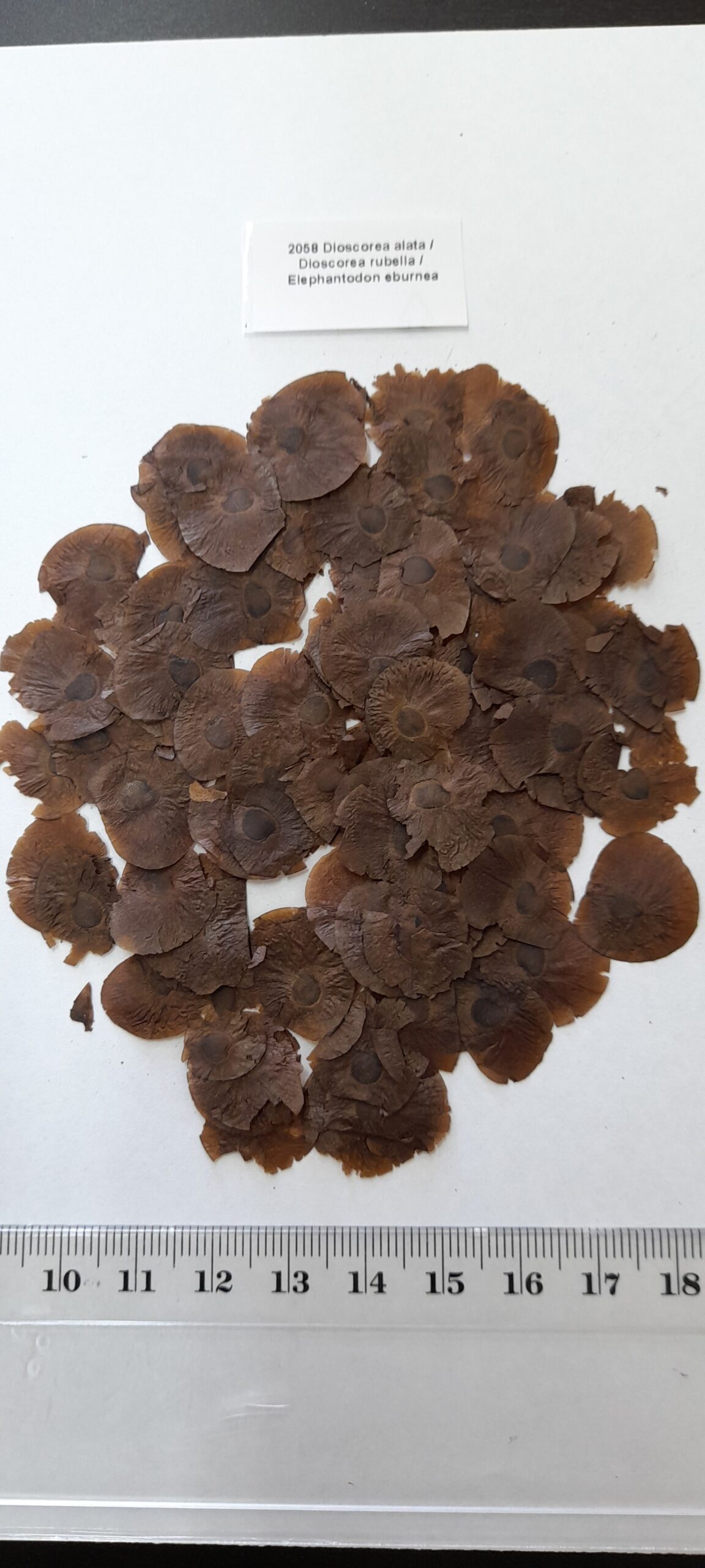 Dioscorea alata / Dioscorea rubella / Elephantodon eburnea - Purple yam, Ube, Greater Yam - Image 12