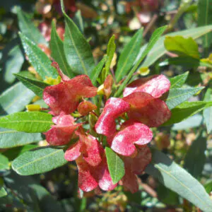 Dodonaea viscosa - Broadleaf Hopbush, Hopseed Bush, Florida Hopbush, Varnish Leaf, Switch Sorreal