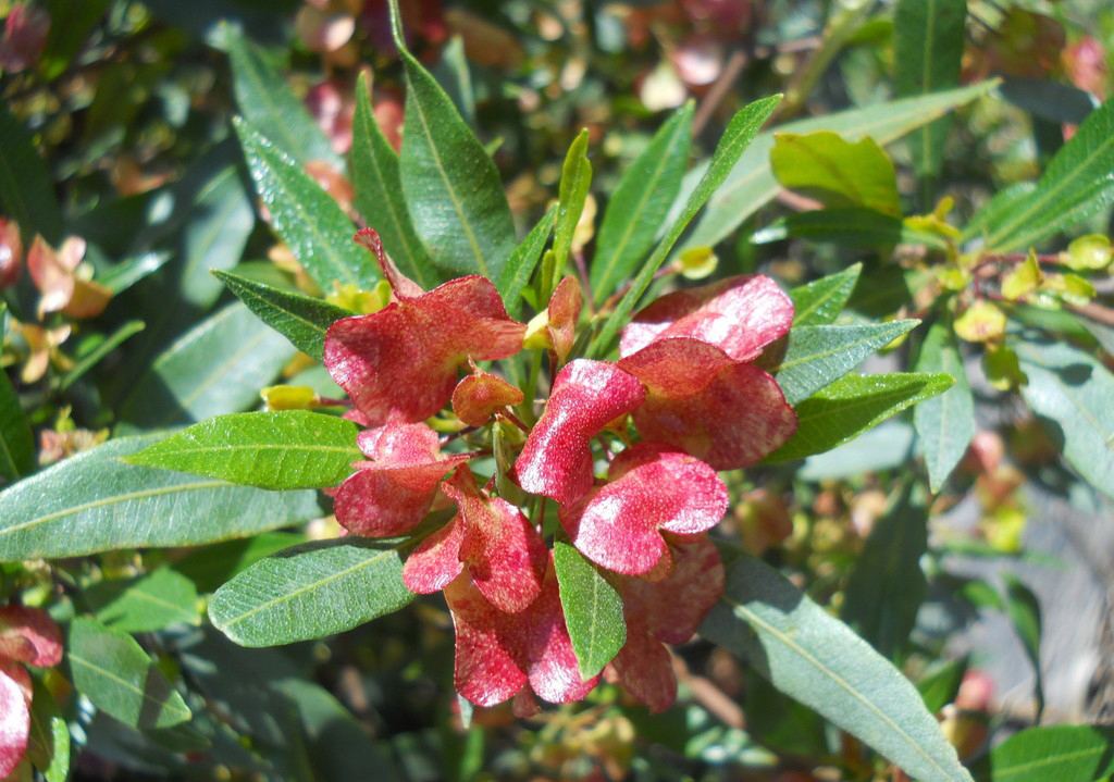 Dodonaea viscosa - Broadleaf Hopbush, Hopseed Bush, Florida Hopbush, Varnish Leaf, Switch Sorreal