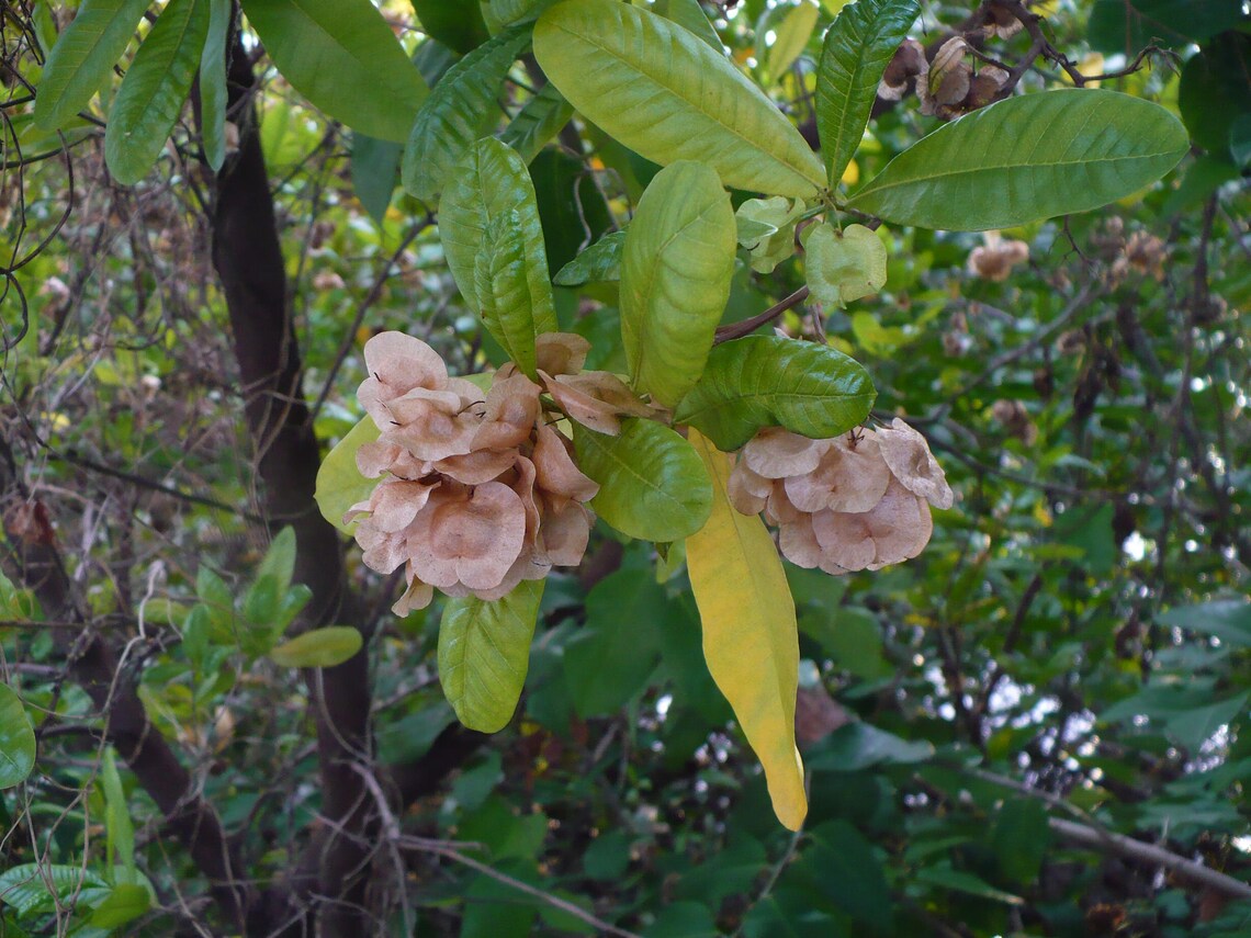 Dodonaea viscosa - Broadleaf Hopbush, Hopseed Bush, Florida Hopbush, Varnish Leaf, Switch Sorreal - Image 2