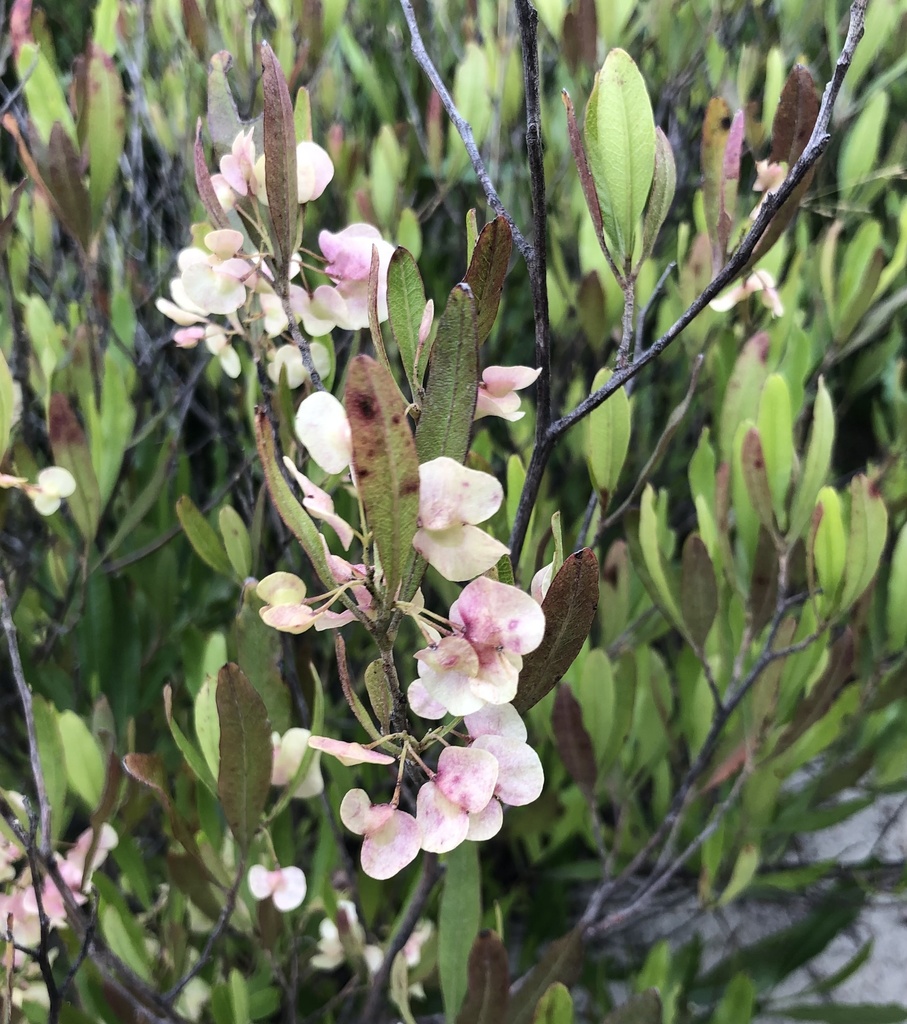 Dodonaea viscosa - Broadleaf Hopbush, Hopseed Bush, Florida Hopbush, Varnish Leaf, Switch Sorreal - Image 3