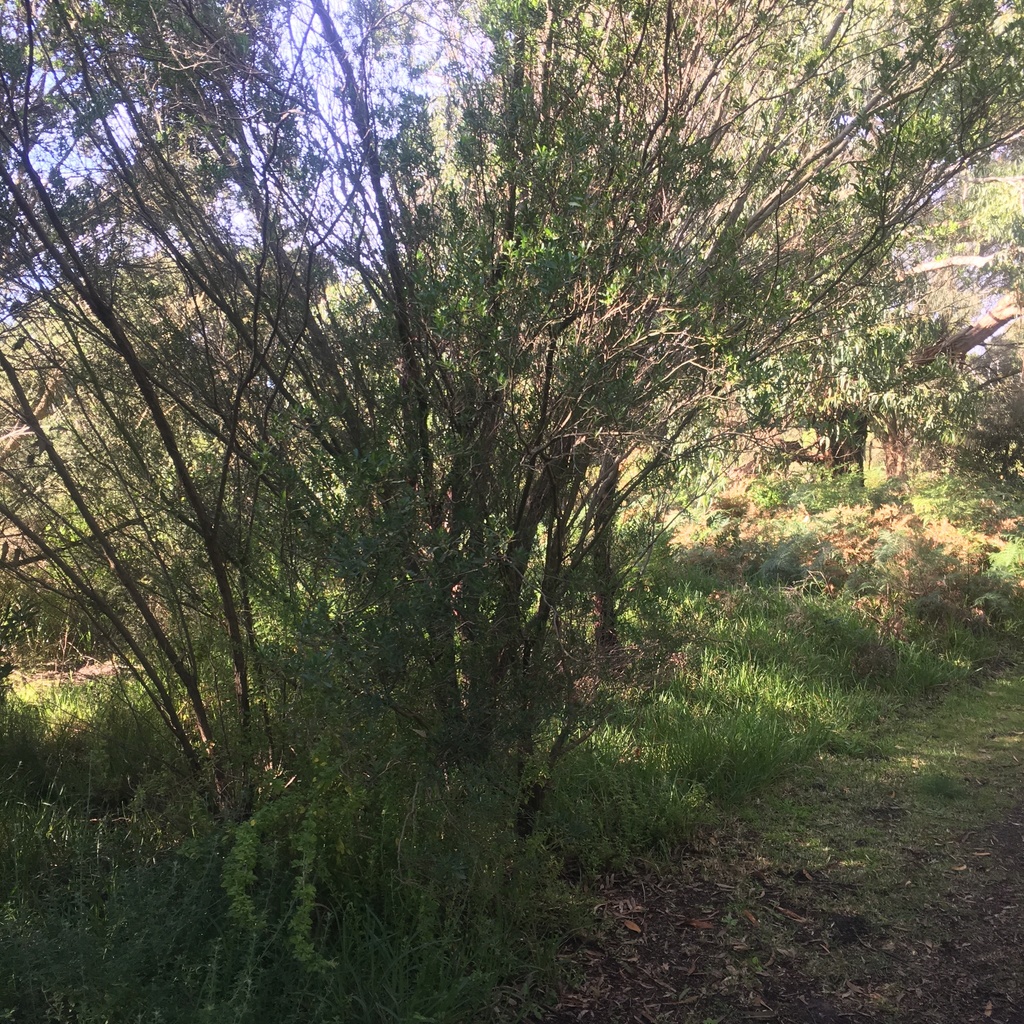 Dodonaea viscosa - Broadleaf Hopbush, Hopseed Bush, Florida Hopbush, Varnish Leaf, Switch Sorreal - Image 4