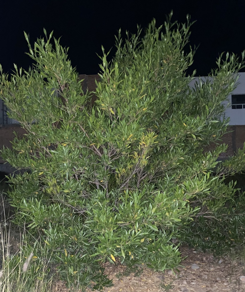 Dodonaea viscosa - Broadleaf Hopbush, Hopseed Bush, Florida Hopbush, Varnish Leaf, Switch Sorreal - Image 6