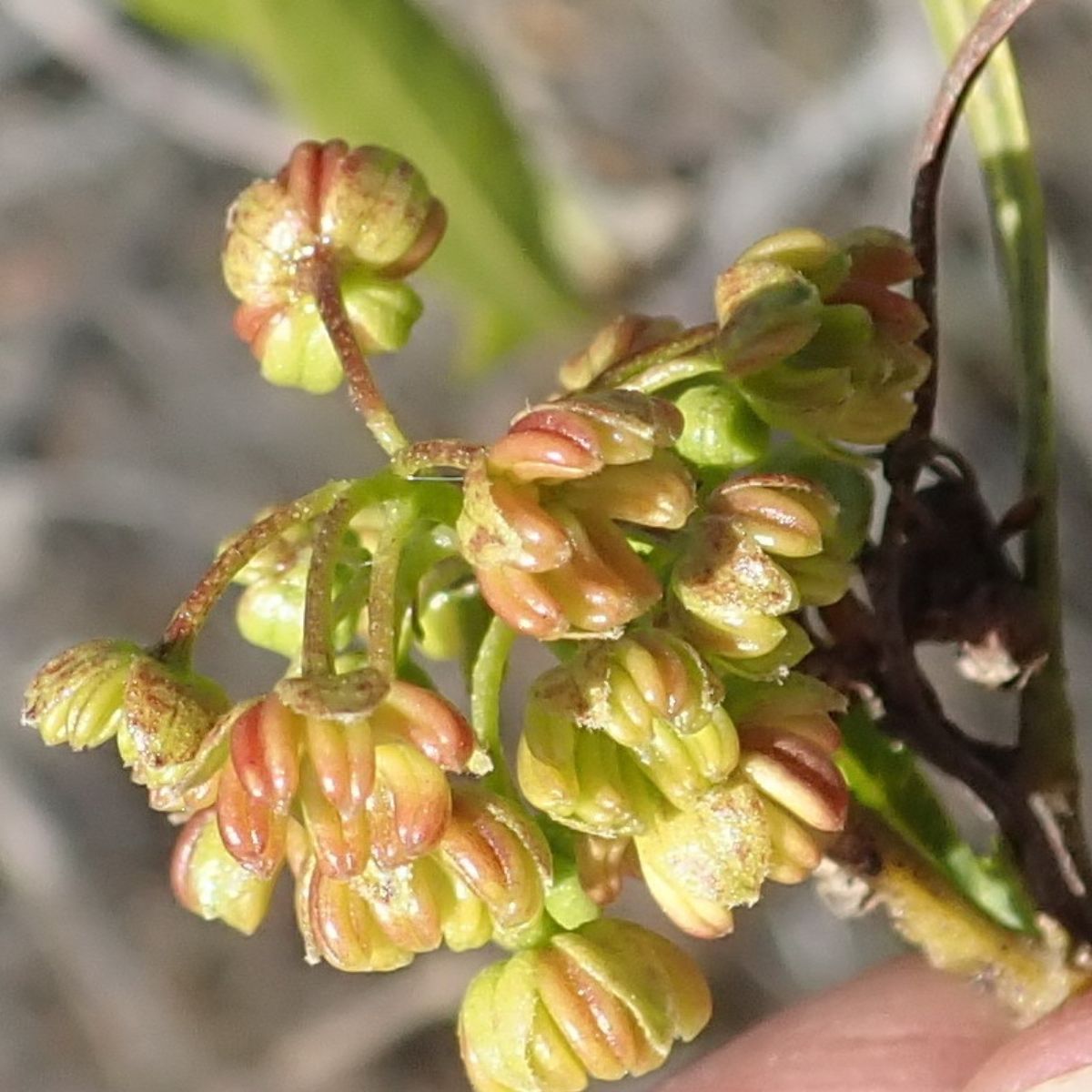 Dodonaea viscosa - Broadleaf Hopbush, Hopseed Bush, Florida Hopbush, Varnish Leaf, Switch Sorreal - Image 9